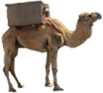 Lanzarote Kamele